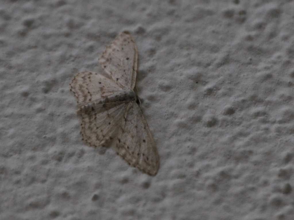 Geometridae 2